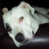 Dog lover's profile picture