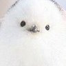 Profilbild von ぴしこ