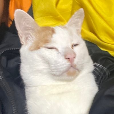 ม้อบม้วยแมวมึน's profile picture