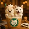 Profilbild von ふく🐶あみ🐶ニャー🐱