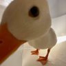 mestre ricardito profil fotoğrafı