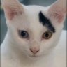 Фото профиля ตุ๊กตุ่น