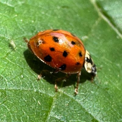 Luca's profile picture