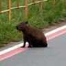 Profilbild von bebe fumante da indonésia