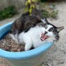 Фото профиля にゃああずなぶる🐈
