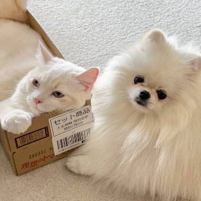 yukimi_whitepom's profile picture