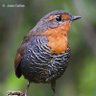 Фото профиля Alfredo Escobar