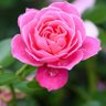 Фото профиля Adriana Fernandes
