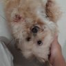 VenaMore's profile picture