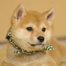 福島北都's profile picture
