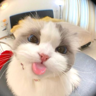 เเมวน้อย's profile picture