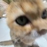 godspeed profil fotoğrafı