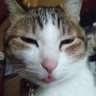 適当's profile picture