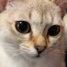 Profilbild von hanayoriniku