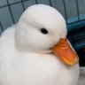 JaspenFartsHard's profile picture