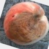 イサカイの終わり🔚令和のシャーロック🕵️♀️🌏's profile picture