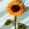 Sun🌻Fleur profil fotoğrafı