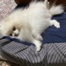 レトロおじさん 的头像