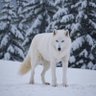 ذئب الجليد ❄️ 的头像