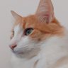 Tobias Felis Catus 🇧🇷's profile picture
