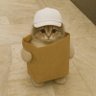 cat in a bag profil fotoğrafı