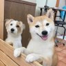 Фото профиля わんこのママ