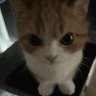Jade's profile picture
