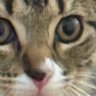 snowbound's profile picture