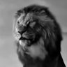 Lion of Pakistan's profile picture