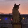 CatNoir's profile picture