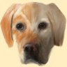 🐕🎾Tailgate — the doggo adventure👨🏻💻 的头像