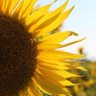 Trakya Sultanı🌻 的头像