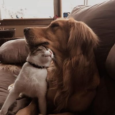 DOGS 🐶❤️🐱 CATS's profile picture