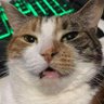 Xenzia's profile picture