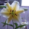 Фото профиля PopPuffsPot