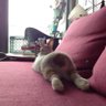 BomBomYeh 的头像