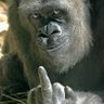 Profilbild von Reapper