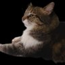 Soldier of Fortune-Pishi's profile picture