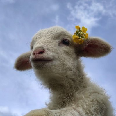 ✿'s profile picture