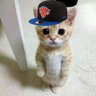 meow 的头像