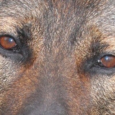 🇺🇸 Tracking🐰Justice 🇺🇸's profile picture