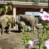 Фото профиля elephants