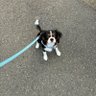 Profilbild von pippi