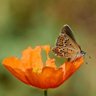 Одсэр profil fotoğrafı