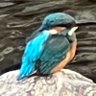 進撃のカワセミ's profile picture
