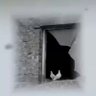 Profilbild von arascan