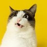 Фото профиля 😹😸😽🙀😻😿😼😾😺