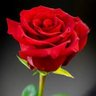Фото профиля OrgullosoSocialista