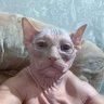 Vichai's profile picture