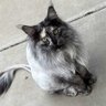 Profilbild von Sophie the Russian Maine Coone